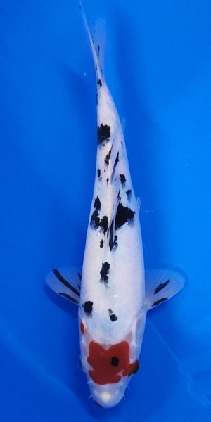 11.5" Tancho Sanke Female