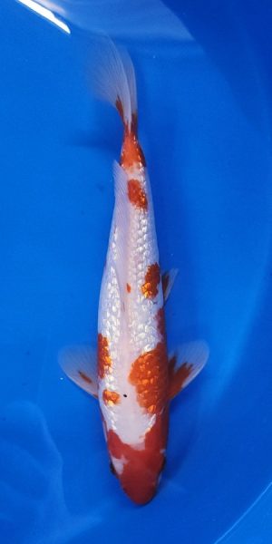 11" Ginrin Kohaku Male