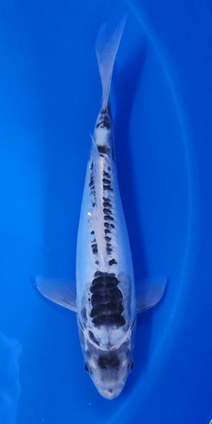 10.5" Blue Shusui Female
