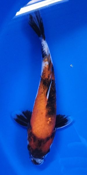 11" Showa Female