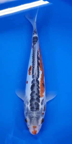 11" Shusui Female