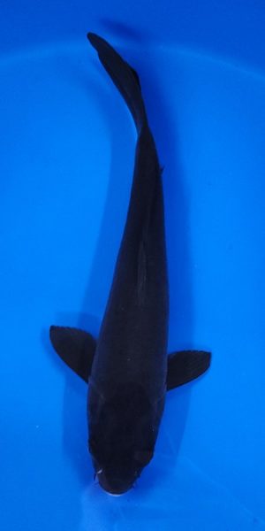 12" Karasu Female