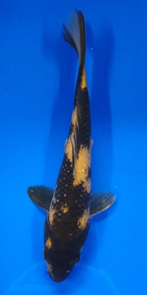 10" Ki Utsuri Male