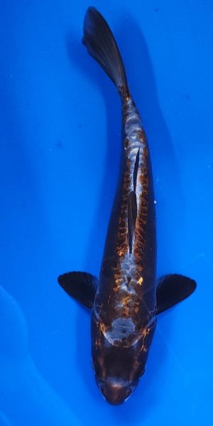 10" Copper Kikokuryu Male