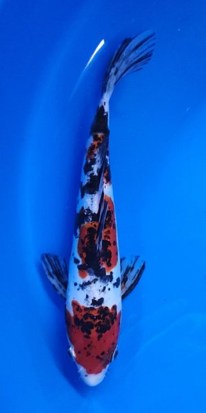 10" Doitsu Sanke Female