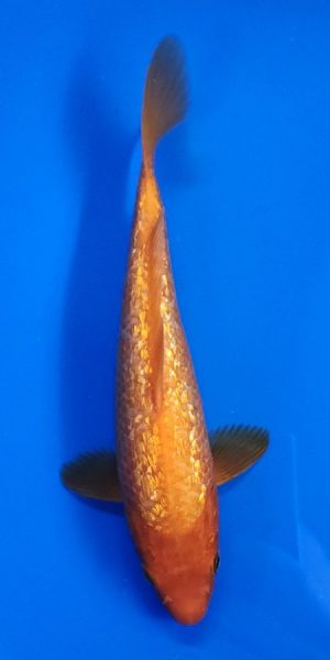 10" Ginrin Benigoi Female