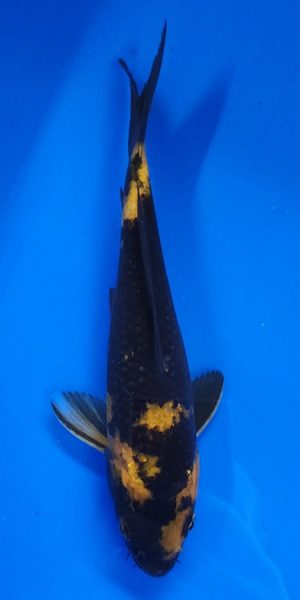 10" Ki Utsuri Female
