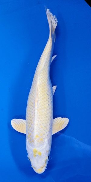 10.5" Lemon Hariwake Female