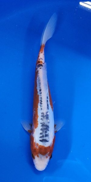 9" Shusui Female