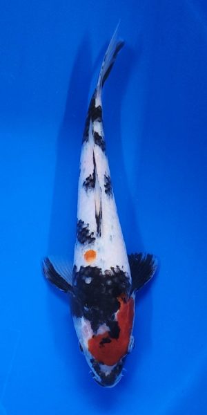 10.5" Showa Female