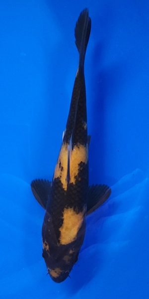 9" Ki Utsuri Male