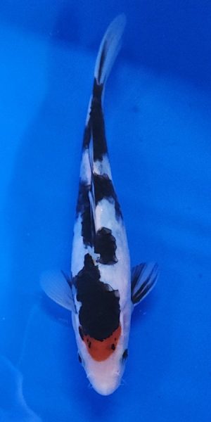 9" Tancho Sanke Female