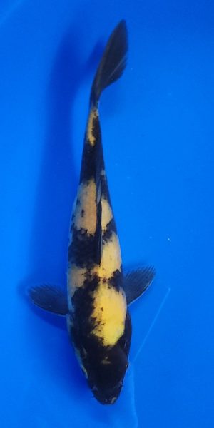 9" Ki Utsuri Female