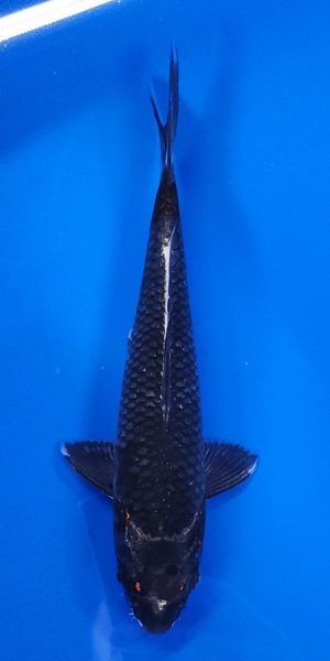 10" Beni Ginja
