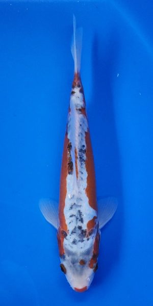 9" Shusui Male