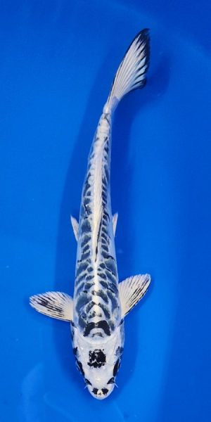 11" Kikokuryu Male