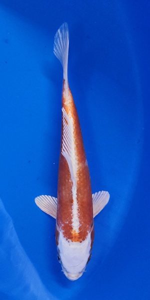 9" Hariwake Male
