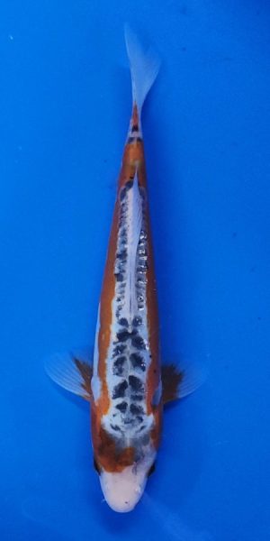 9" Shusui Male