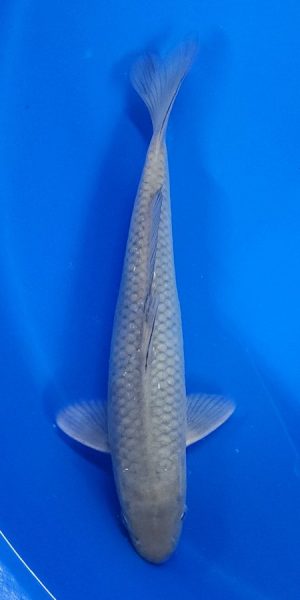 10" Soragoi Female