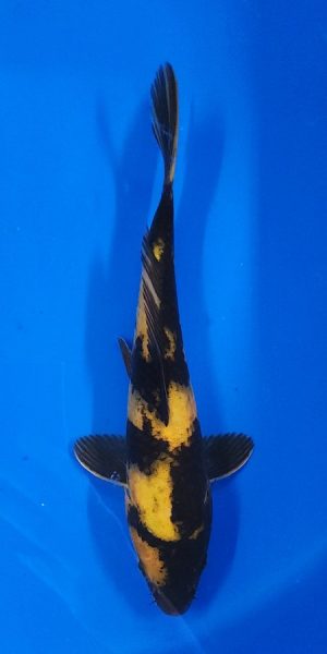 10" Ki Utsuri Female