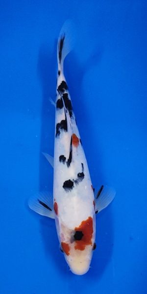 10" Sanke Female
