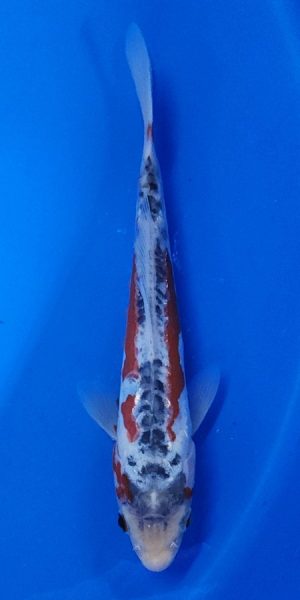 8.5" Shusui Male