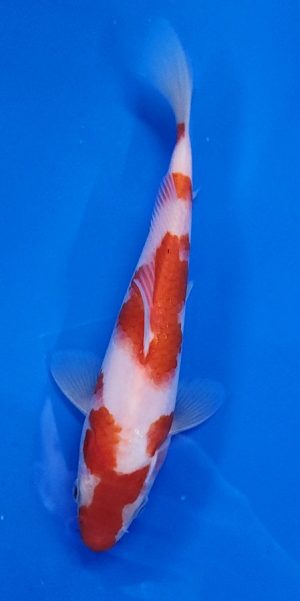 9" Kohaku Male