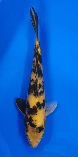 9" Ki Utsuri Male