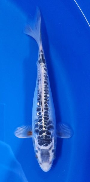 9.5" Kikokuryu Female