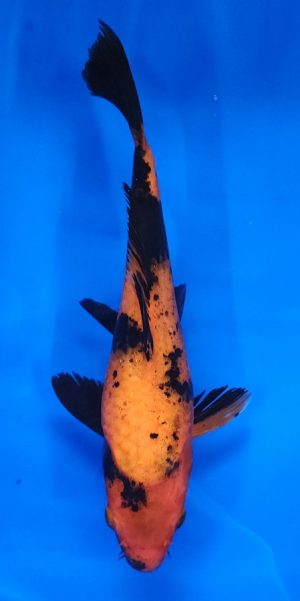 10" Hi Utsuri Female