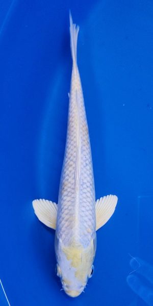 11" Lemon Hariwake Male