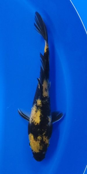 10" Ki Utsuri Male