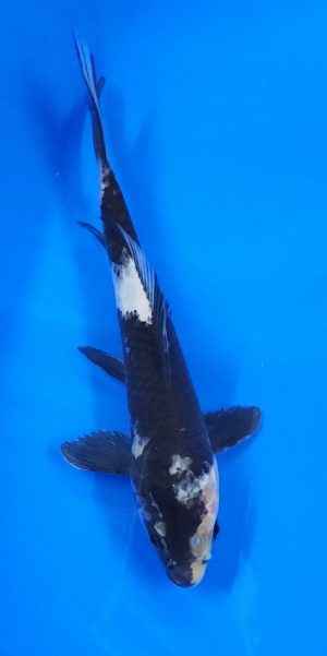 9" Shiro Utsuri Male