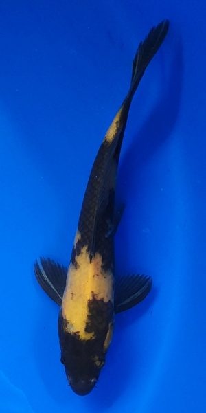 9" Ki Utsuri Male