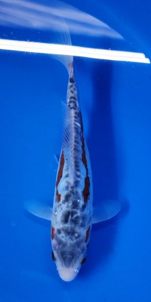 8" Shusui Female