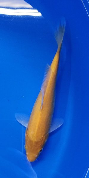 9" Kigoi Female