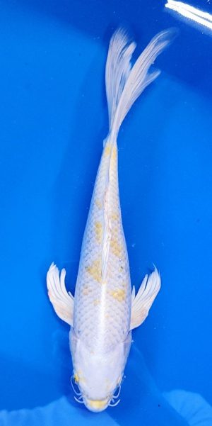 13" Longfin Lemon Hariwaki Female