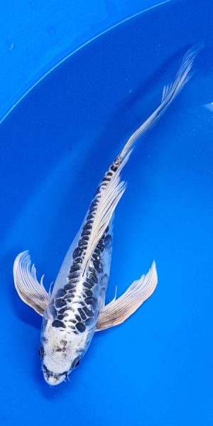 12" Longfin Kikokuryu Female