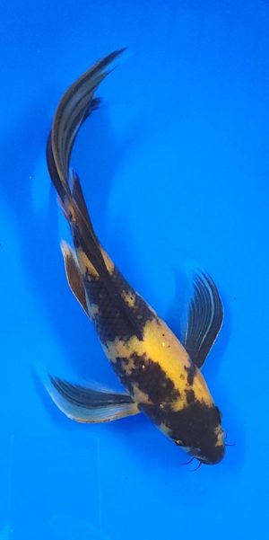 10" Longfin Ki Utsuri Female
