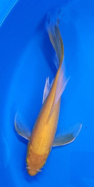 10.5" Longfin Kigoi Female