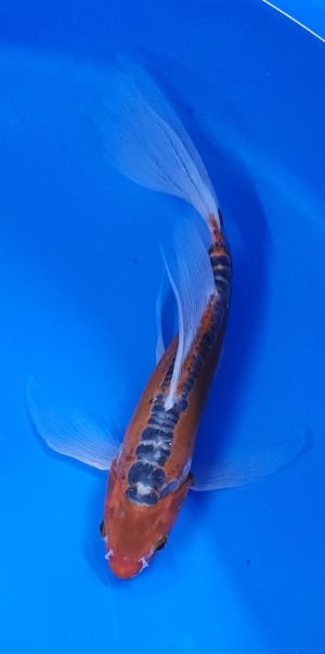 10" Longfin Hi Shusui Male