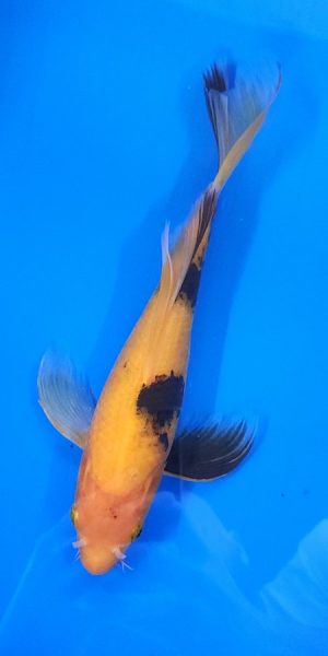 12" Longfin Ki Utsuri Female