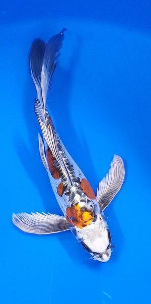 10" Longfin Beni Kikokuryu Female