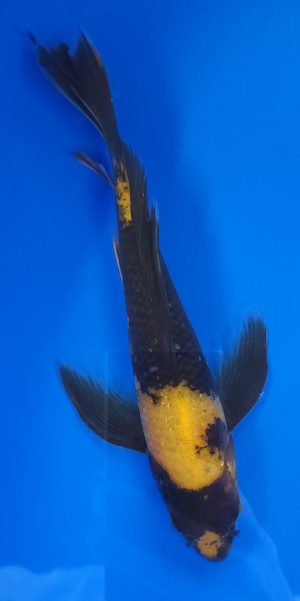10" Longfin Ki Utsuri Male