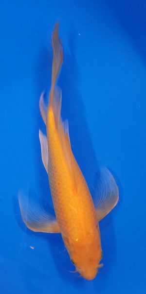 11" Longfin Kigoi Female