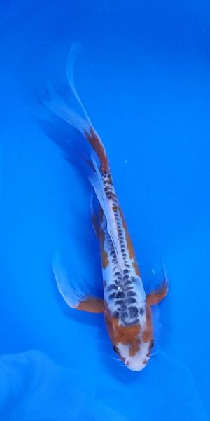 9" Longfin Shusui Female