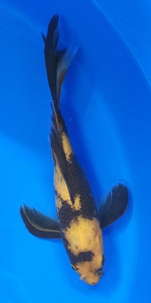 10" Longfin Ki Utsuri Female