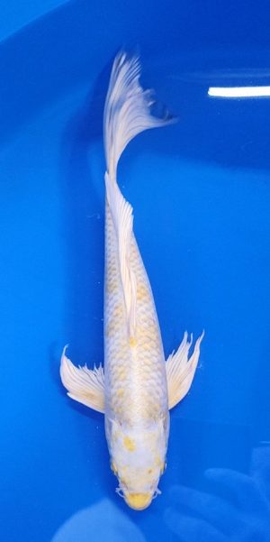 14" Longfin Lemon Hariwaki Male
