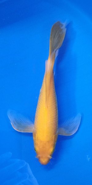 10.5" Longfin Kigoi Female