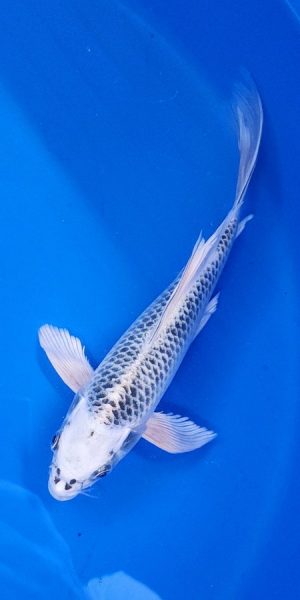 10" Longfin Gin Matsuba Female